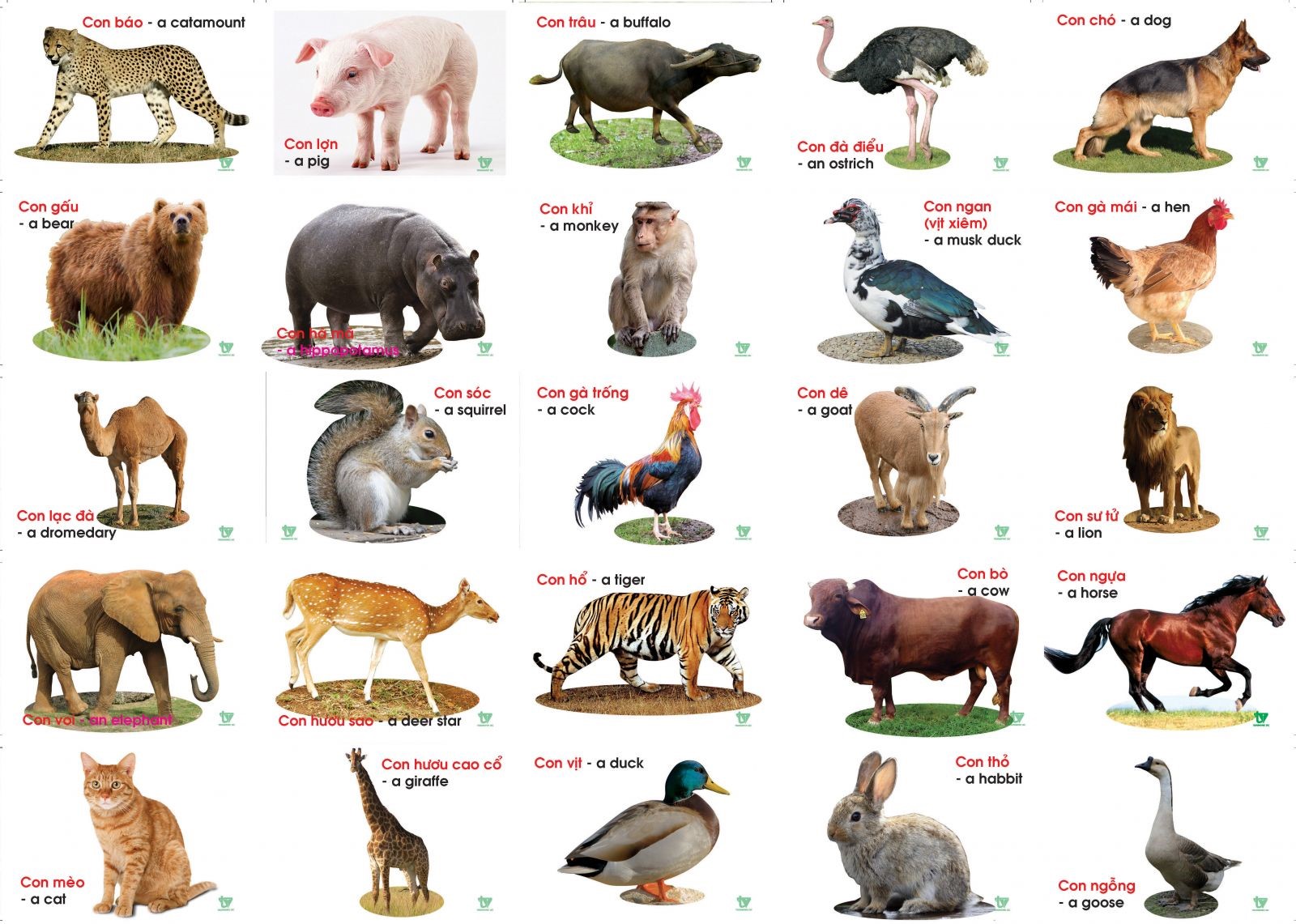 Tiếng Anh trẻ em theo chủ đề con vật nên có minh hoạ hình ảnh thật để bé có thêm kiến thức mới